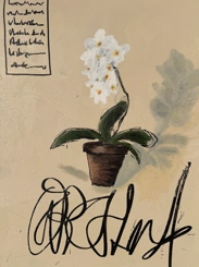 Orchid